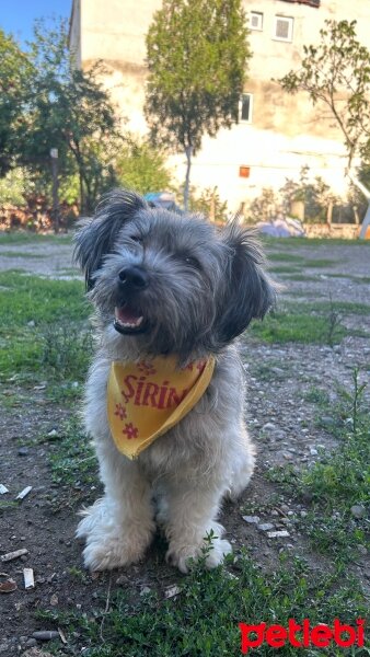 Norfolk Terrier, Köpek  Şirin fotoğrafı