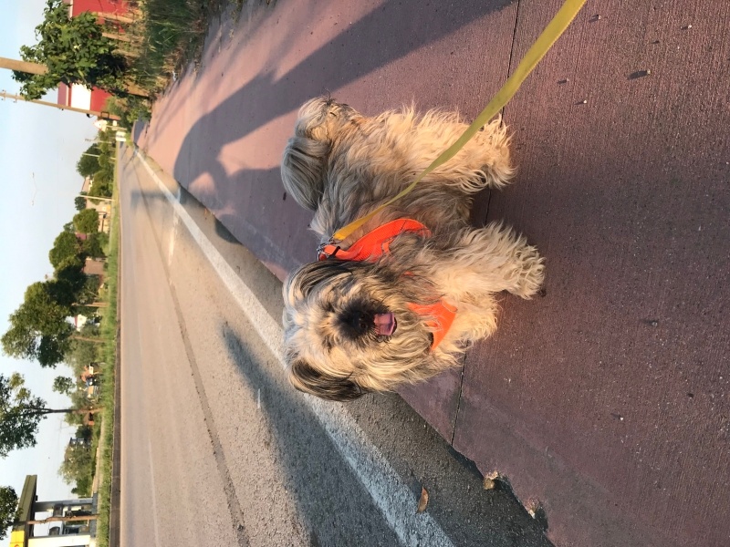 Norfolk Terrier, Köpek  Şirin fotoğrafı