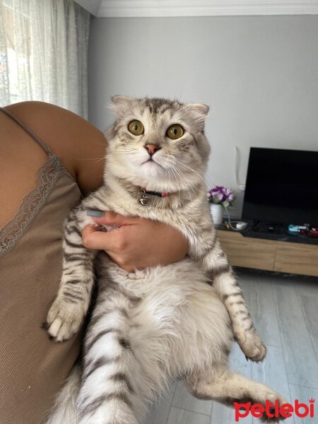 Scottish Fold, Kedi  Mişon fotoğrafı