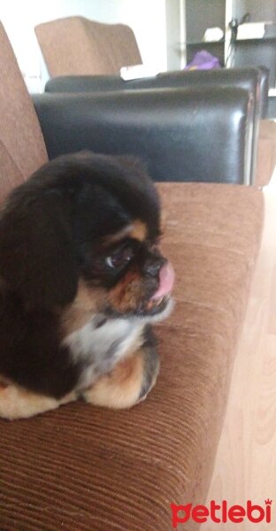 Pekingese, Köpek  Makarna fotoğrafı