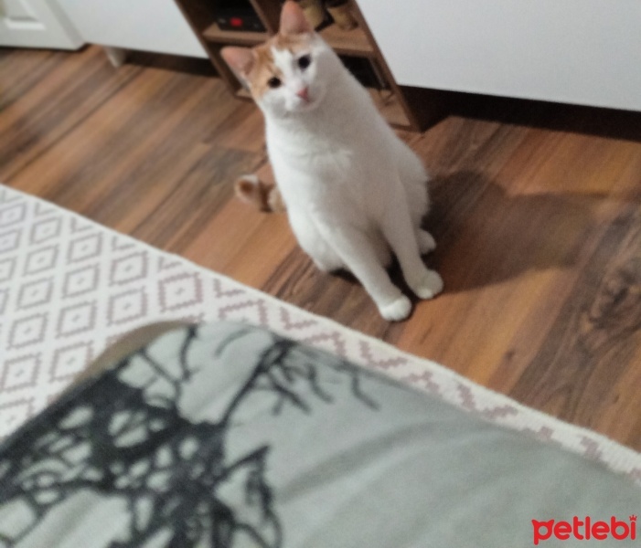 Van Kedisi, Kedi  Boncuk fotoğrafı