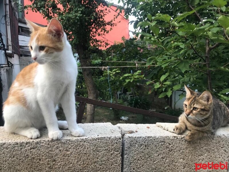 Tekir Kedi, Kedi  Jelibon (fotoğrafta sağda olan) fotoğrafı