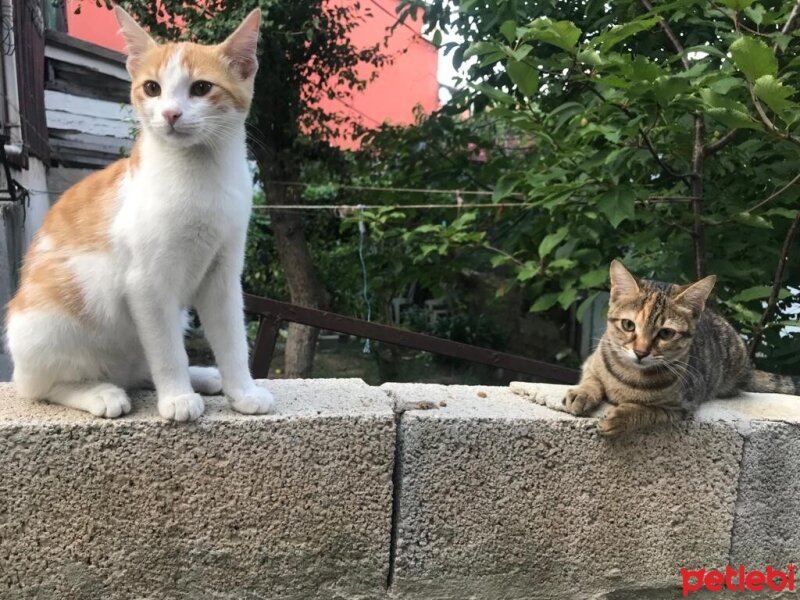 Tekir Kedi, Kedi  Jelibon (fotoğrafta sağda olan) fotoğrafı