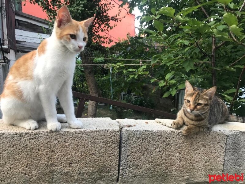 Tekir Kedi, Kedi  Jelibon (fotoğrafta sağda olan) fotoğrafı