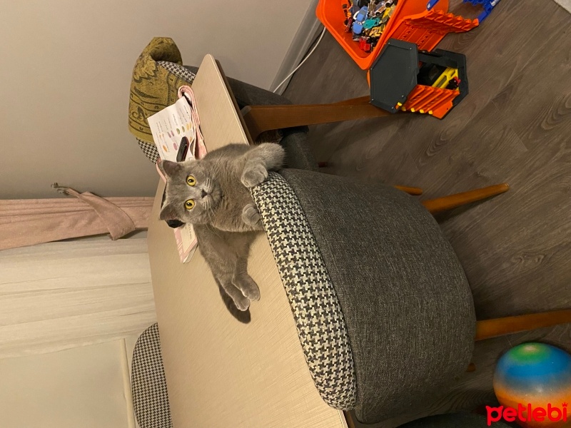 British Shorthair, Kedi  Sufle fotoğrafı