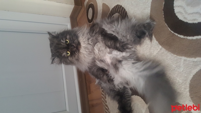 Chinchilla, Kedi  Şanslı fotoğrafı