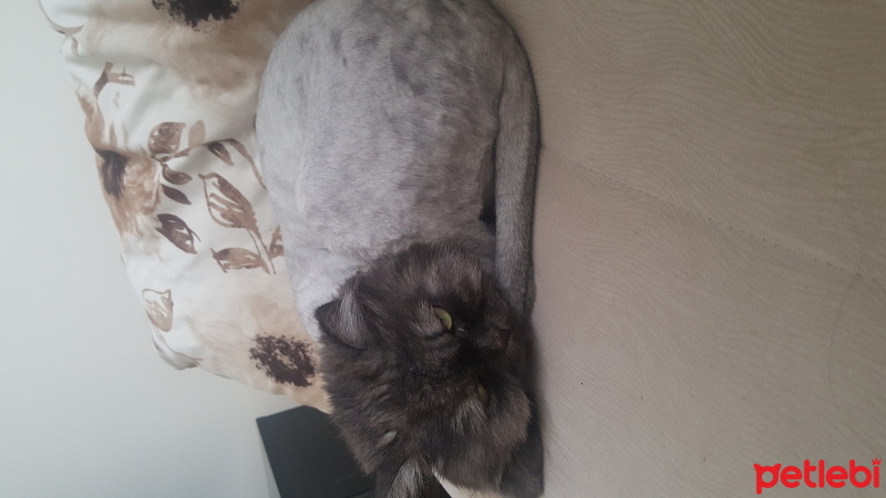 Chinchilla, Kedi  Şanslı fotoğrafı