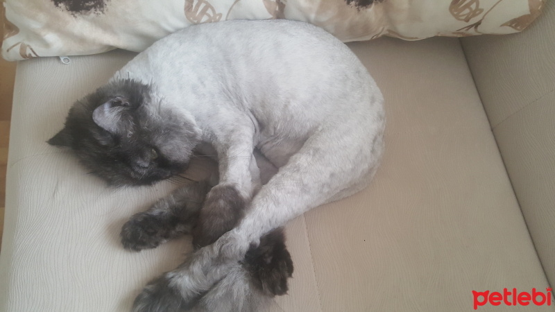 Chinchilla, Kedi  Şanslı fotoğrafı