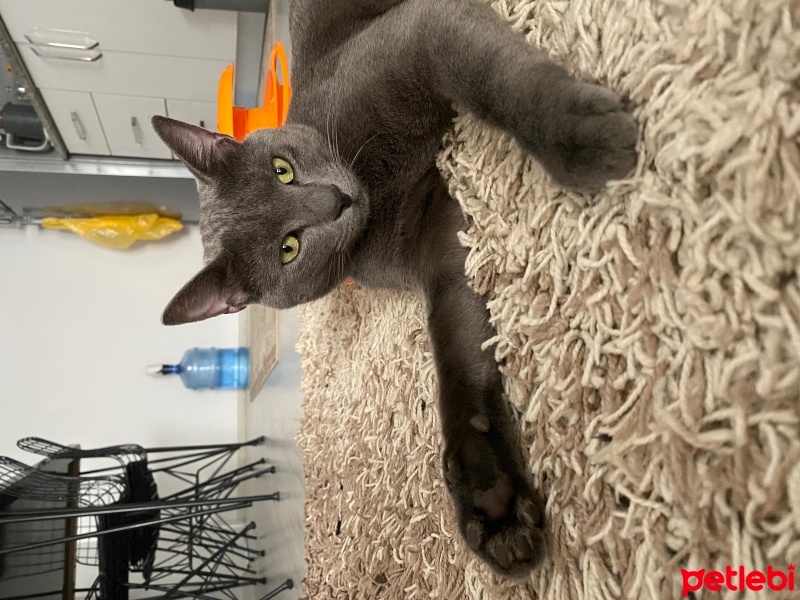 Mavi Rus, Kedi  Mars fotoğrafı