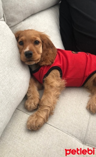 İngiliz Cocker Spaniel, Köpek  Venüs fotoğrafı