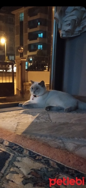 Scottish Fold, Kedi  Mia fotoğrafı