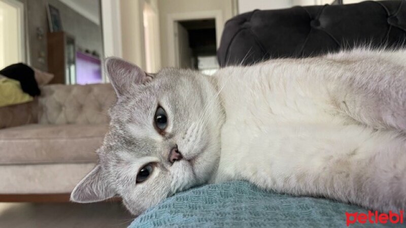 British Shorthair, Kedi  Cedi fotoğrafı