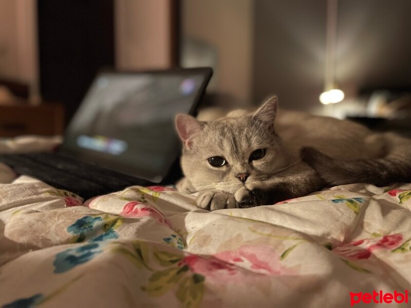 British Shorthair, Kedi  Cedi fotoğrafı