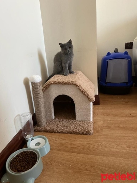 British Shorthair, Kedi  DUMAN fotoğrafı