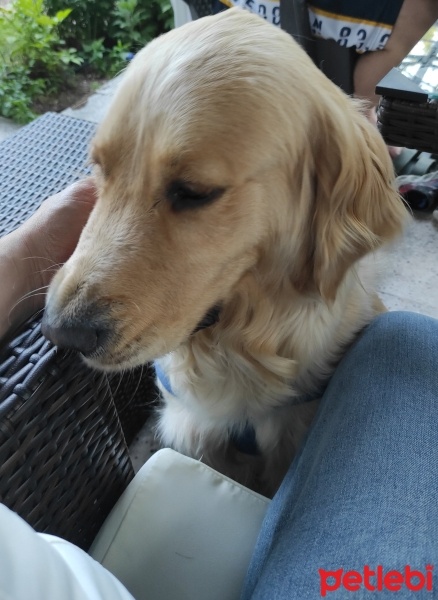 Golden Retriever, Köpek  Pia fotoğrafı