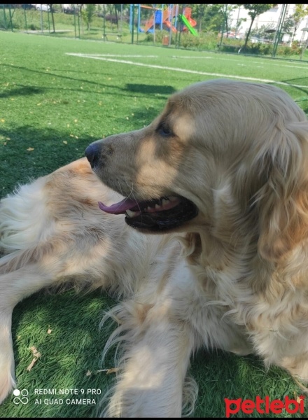 Golden Retriever, Köpek  Pia fotoğrafı