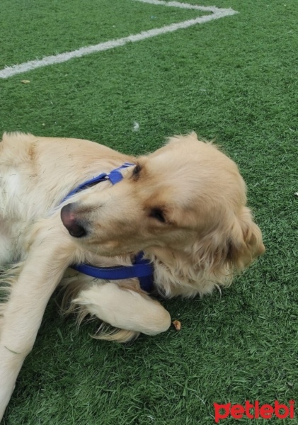 Golden Retriever, Köpek  Pia fotoğrafı