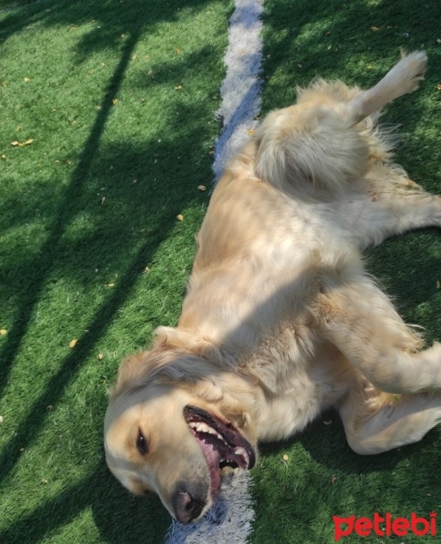 Golden Retriever, Köpek  Pia fotoğrafı
