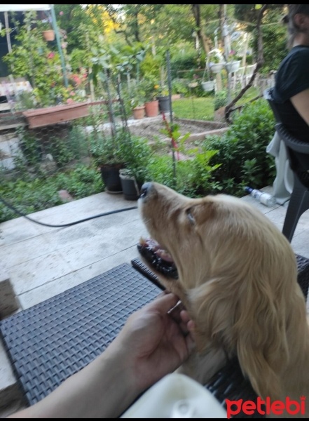 Golden Retriever, Köpek  Pia fotoğrafı