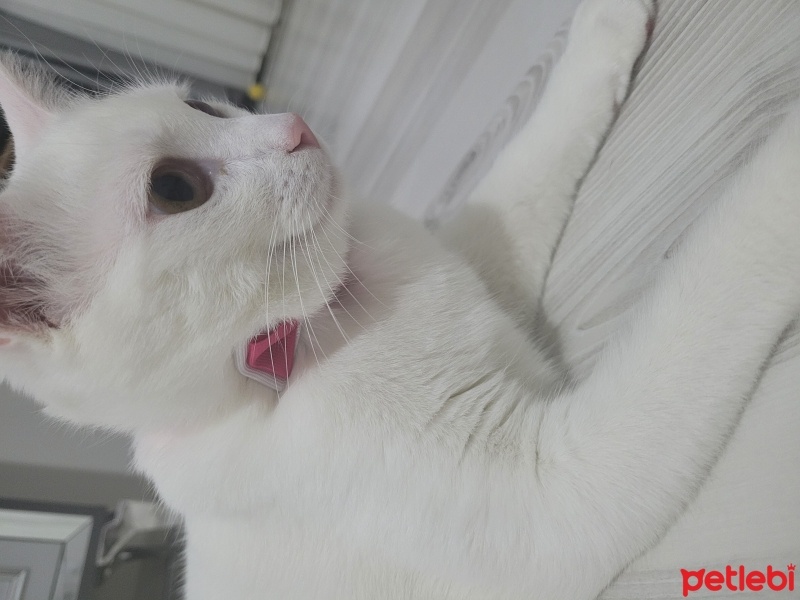 Ankara Kedisi, Kedi  Sütlaç fotoğrafı