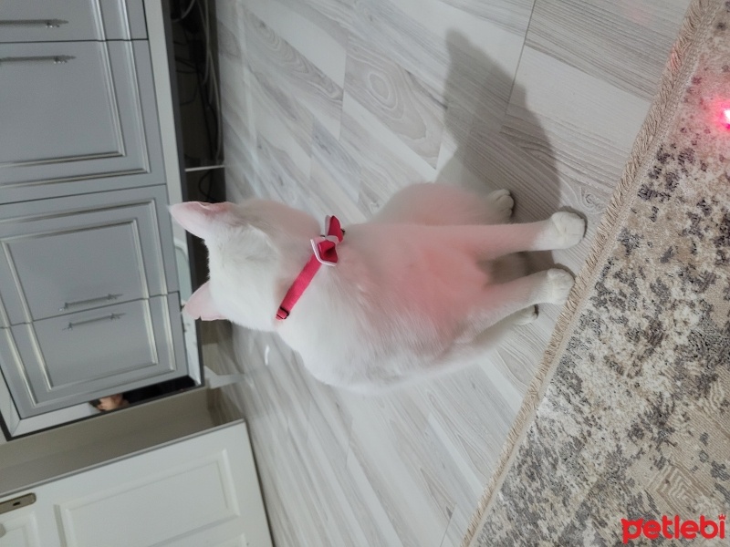 Ankara Kedisi, Kedi  Sütlaç fotoğrafı