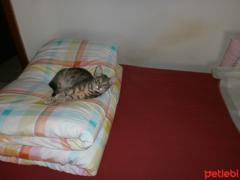 Mavi Rus, Kedi  duman fotoğrafı