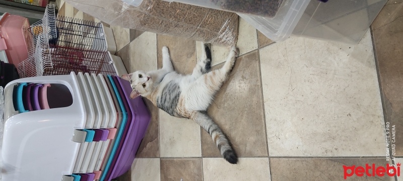 Tekir Kedi, Kedi  Pati fotoğrafı