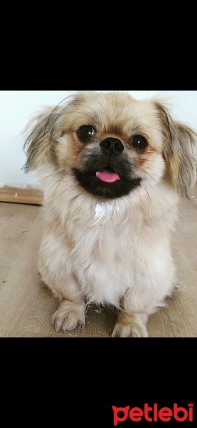 Pekingese, Köpek  Leo fotoğrafı