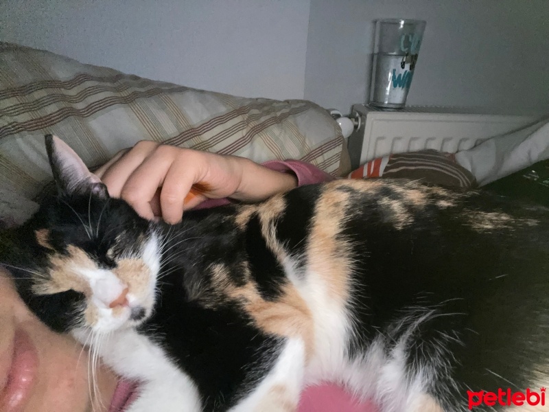 Tekir Kedi, Kedi  Bal fotoğrafı