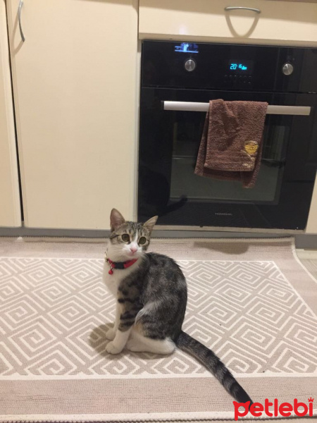 Tekir Kedi, Kedi  Yoda fotoğrafı