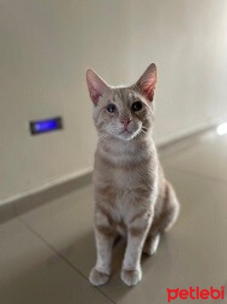 Sarman, Kedi  Tarçın fotoğrafı