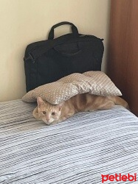 Sarman, Kedi  Tarçın fotoğrafı