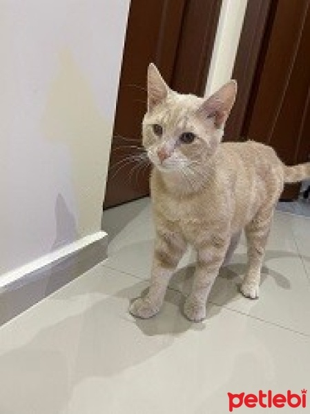 Sarman, Kedi  Tarçın fotoğrafı