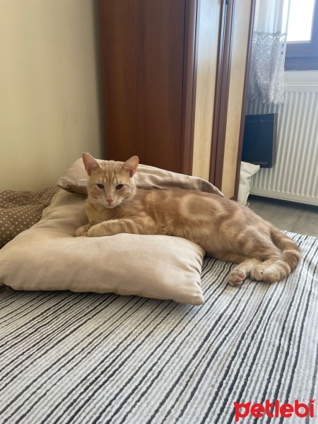 Sarman, Kedi  Tarçın fotoğrafı