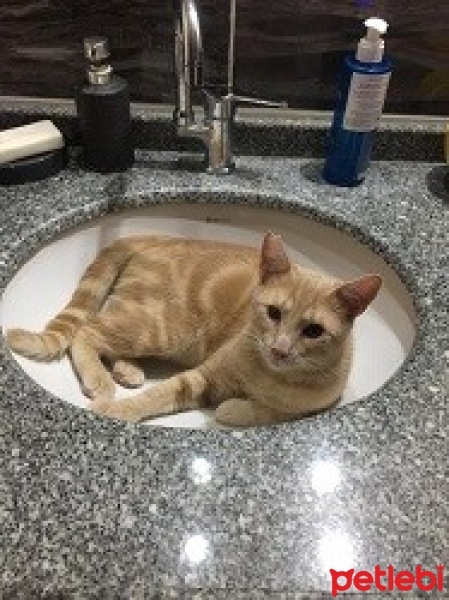 Sarman, Kedi  Tarçın fotoğrafı