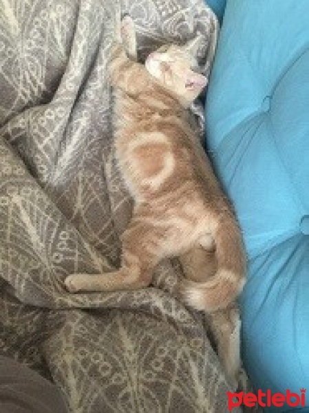 Sarman, Kedi  Tarçın fotoğrafı