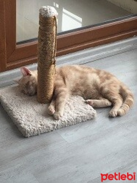 Sarman, Kedi  Tarçın fotoğrafı