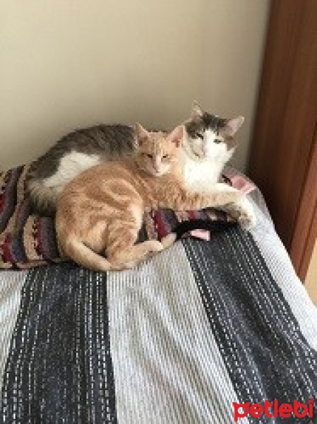Sarman, Kedi  Tarçın fotoğrafı