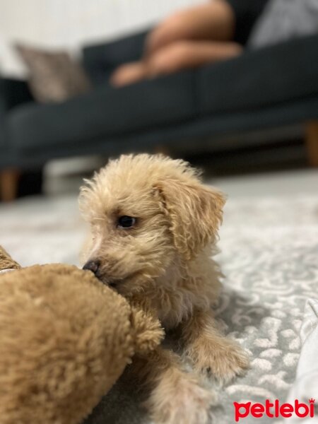 Maltese, Köpek  Gofret fotoğrafı