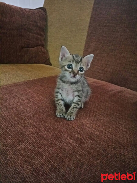 Tekir Kedi, Kedi  Atiba fotoğrafı