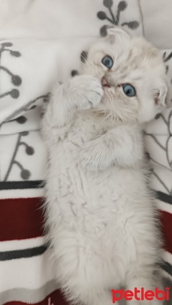 Exotic Shorthair, Kedi  Venüs fotoğrafı