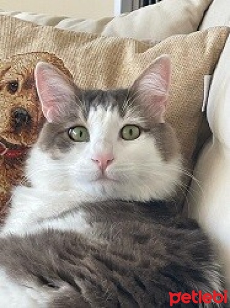 Norwegian Forest, Kedi  Lila fotoğrafı