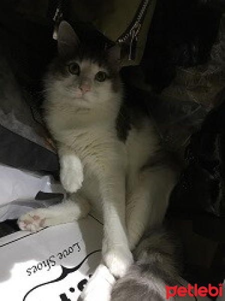 Norwegian Forest, Kedi  Lila fotoğrafı