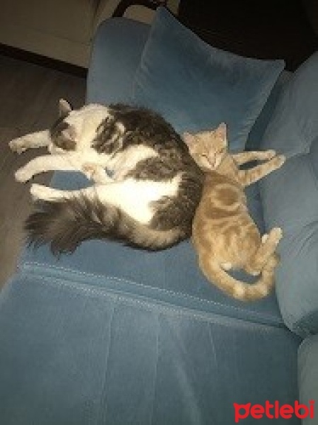 Norwegian Forest, Kedi  Lila fotoğrafı