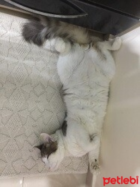 Norwegian Forest, Kedi  Lila fotoğrafı