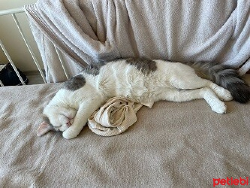 Norwegian Forest, Kedi  Lila fotoğrafı