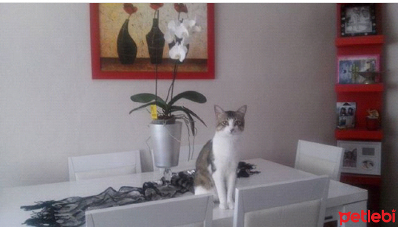 Tekir Kedi, Kedi  Gümüş fotoğrafı