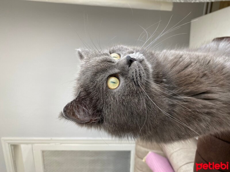 British Shorthair, Kedi  Dumiş fotoğrafı