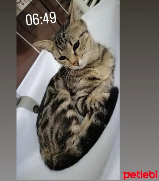 Tekir Kedi, Kedi  Venüs fotoğrafı