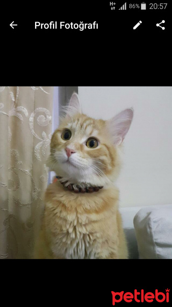 Tekir Kedi, Kedi  Ceku fotoğrafı